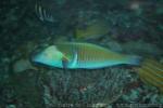 Pastel ringwrasse