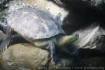 Chinese stripe-necked turtle