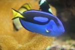 Palette surgeonfish