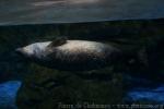 Harbor seal