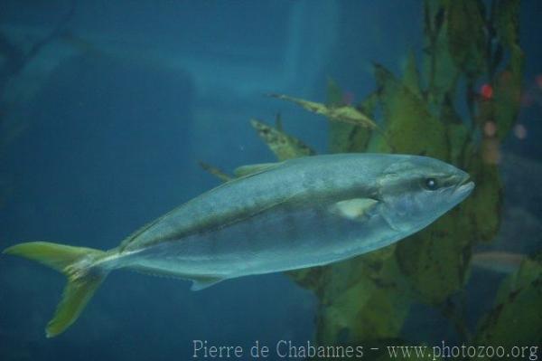 Yellowtail amberjack