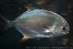 Snubnose pompano