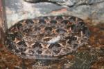 Malayan pitviper