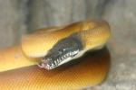 Northern white-lipped python