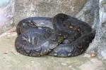 Reticulated python