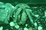 Coconut crab