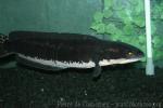 Giant snakehead