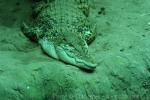 Saltwater crocodile