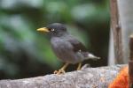 Javan myna