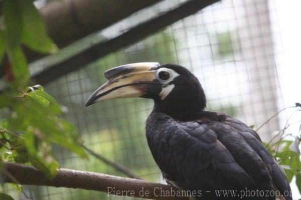 Oriental pied hornbill