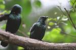 Asian glossy starling