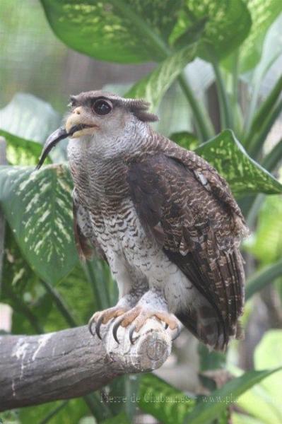 Barred eagle-owl