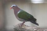 Emerald dove