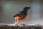 White-rumped shama