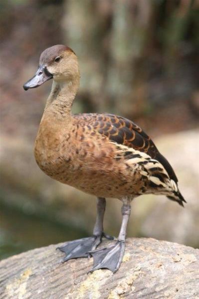 Wandering whistling-duck