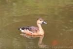 Wandering whistling-duck