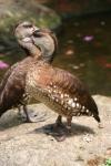 Spotted whistling-duck