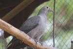 Grey imperial-pigeon