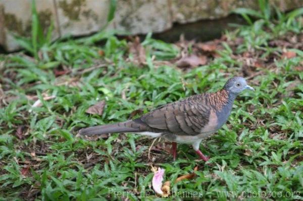 Bar-shouldered dove