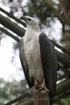 White-bellied sea-eagle