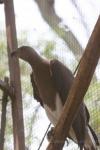 Grey-headed fish-eagle