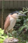 Rufous night-heron