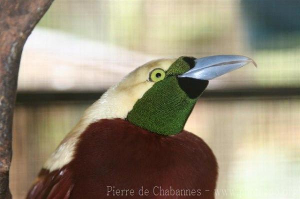 Lesser bird-of-paradise