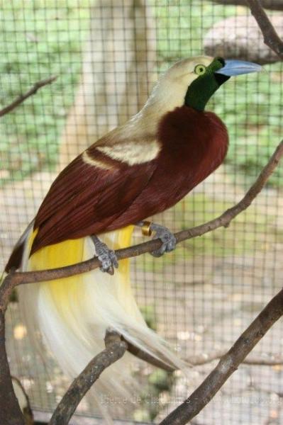 Lesser bird-of-paradise