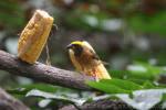 Baya weaver