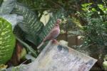 Island collared-dove *