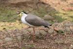 Masked lapwing