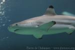 Blacktip reef shark