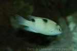 White damselfish *