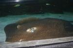 Australian whipray