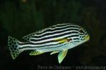 Indian Ocean oriental sweetlips