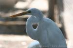 Eastern great egret