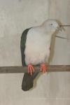 Elegant imperial pigeon