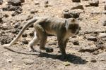 Crab-eating macaque