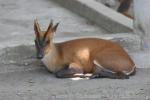 Southern red muntjac