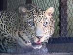 Javan leopard