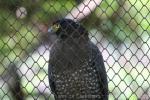 Crested serpent-eagle