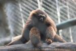 Bornean white-bearded gibbon