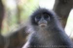 Grizzled leaf-monkey