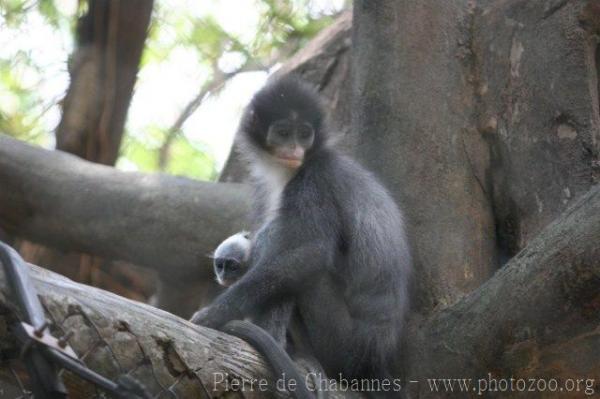 Grizzled leaf-monkey