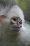 Mitred leaf-monkey