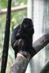 Western javan langur *