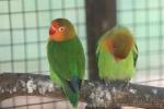 Fischer's lovebird