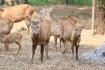 Bawean deer