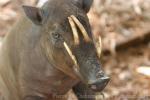 Sulawesi babirusa