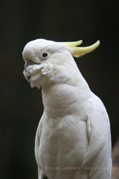 Eleonora cockatoo